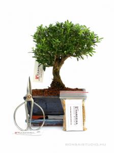 Bonsai ajándék csomag 08.