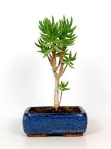  Crassula tetragona- Pozsgás bonsai 01.
