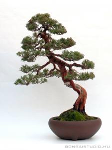 Juniperus chinensis  ' Itoigawa ' bunjin bonsai 