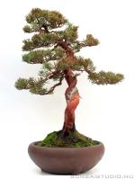 Juniperus chinensis  ' Itoigawa ' bunjin bonsai }