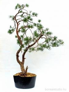 pinus fenyo yamadori bonsai