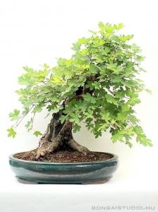 acer campestre mezei juhar yamadori bonsai