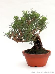 Pinus thunbergii shohin bonsai 05.