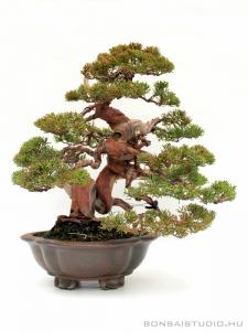 Juniperus chinensis 'Itoigawa' - Japán bonsai