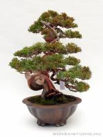Juniperus chinensis 'Itoigawa' - Japán bonsai}