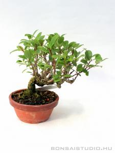 Celastrus orbiculatus shohin bonsai 03.