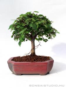Zelkova serrata shohin bonsai 04.
