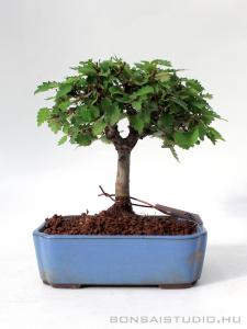 Zelkova serrata shohin bonsai 05.
