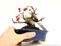 Photinia villosa shohin bonsai 03.