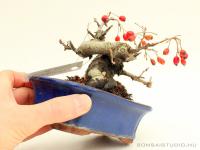 Photinia villosa shohin bonsai 03.}