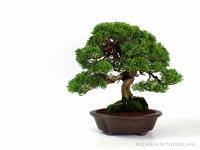 Juniperus chinensis 'Itoigawa' shohin bonsai japán bonsai tálban